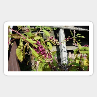 Berries on the Fence Sticker